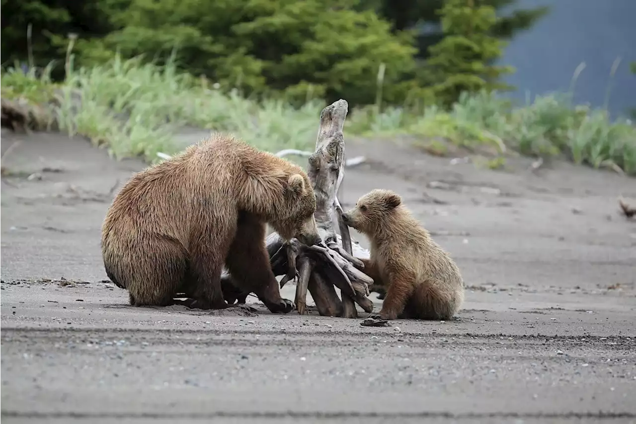 Gut microbiomes help bears with very different diets reach the same size