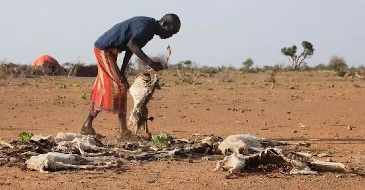 Countries step up to try and avert famine in Horn of Africa