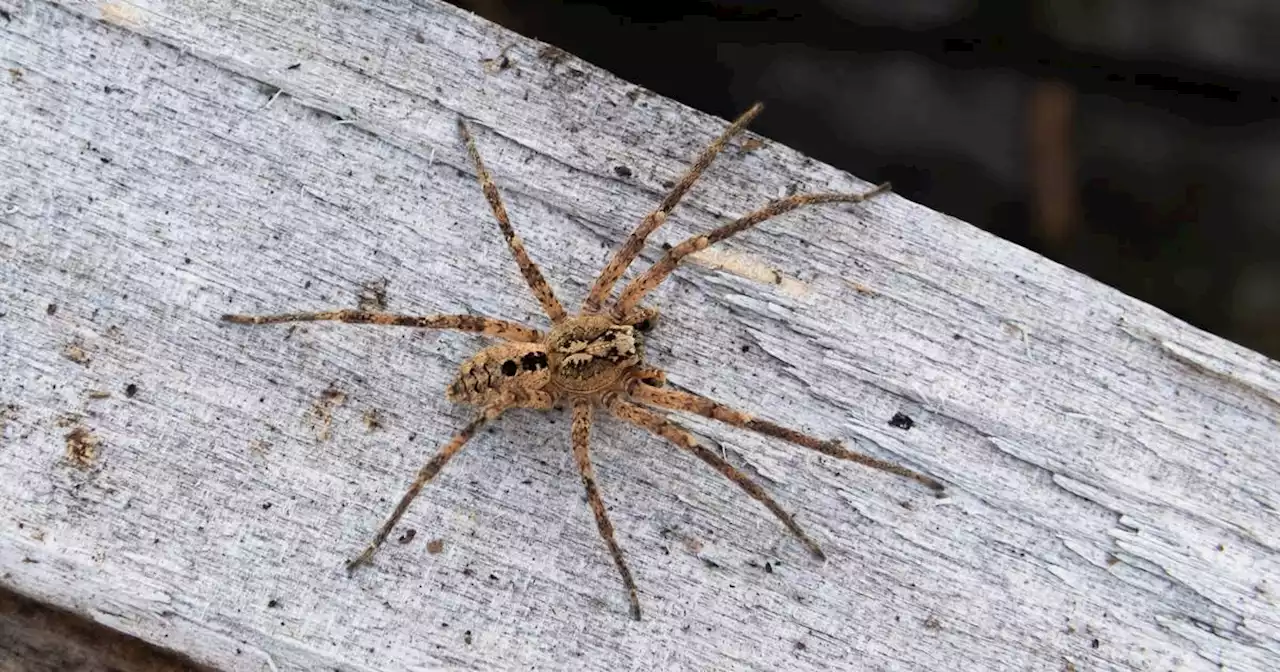 Giftspinne breitet sich rasant aus: 27 Sichtungen der Nosferatu-Spinne im Saarland gemeldet