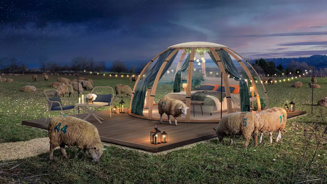 World's first real-life sheep-counting sleep experience opens