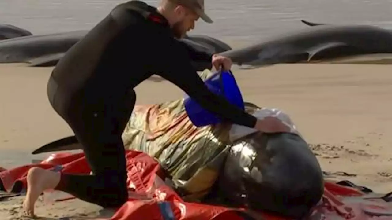 Close to 200 whales stranded on Australia beach die despite rescue efforts