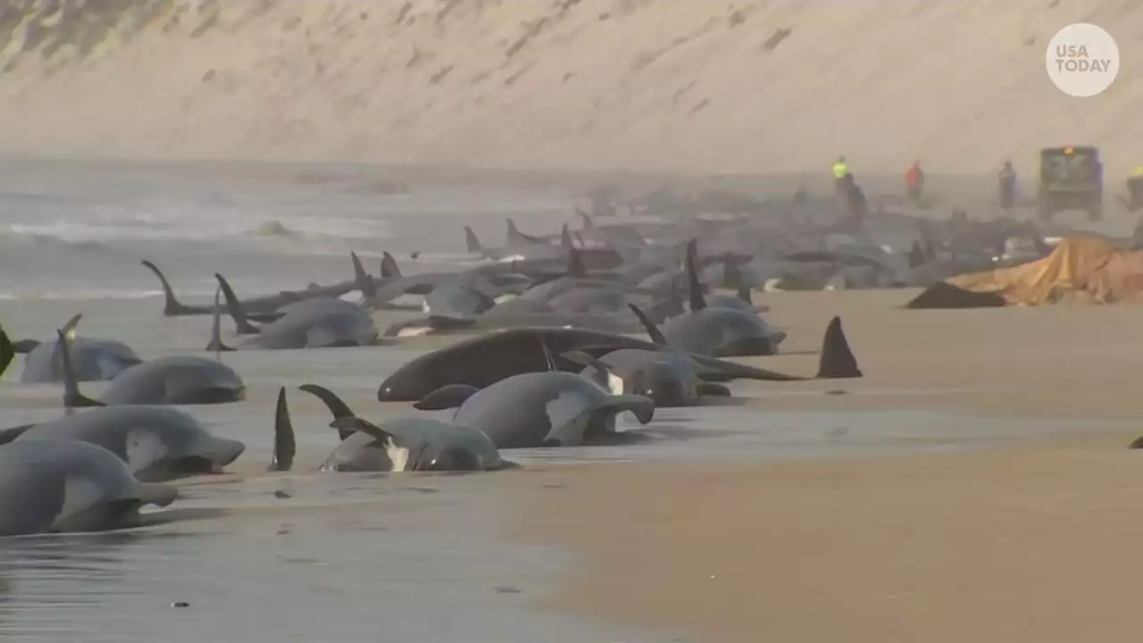 Some 230 whales stranded in Tasmania, days after 14 others were found beached nearby in Australia