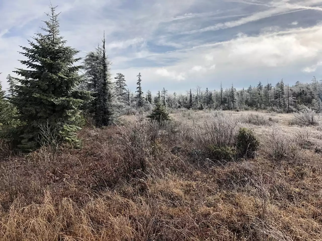 Trees can't outrun climate change. Should humans give them a lift?