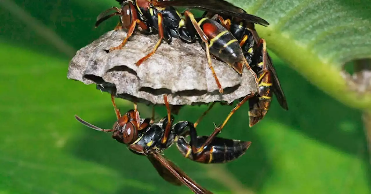 High school cross country race stopped after several runners stung by wasps