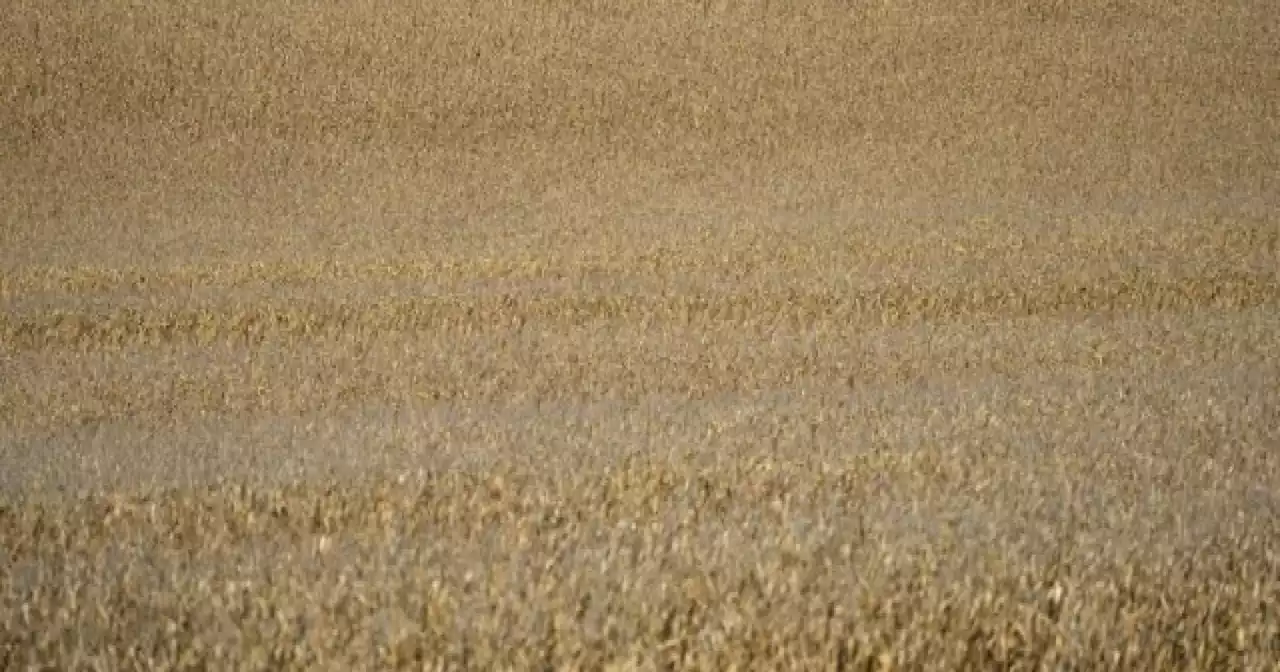 Why is China buying up US farmland?