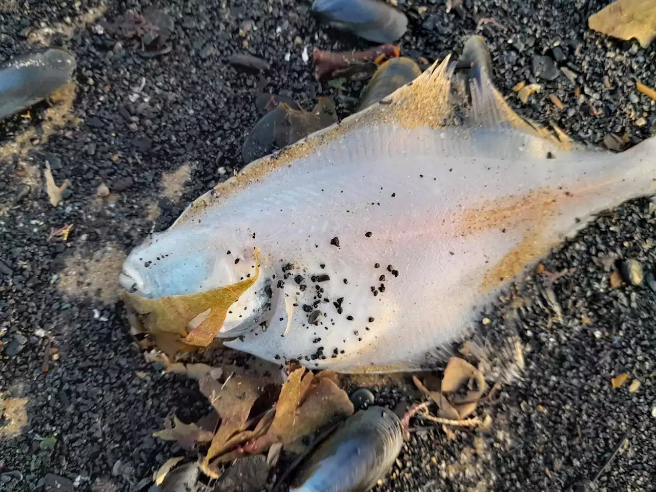 Mass marine deaths reported on north-east coast again as creatures wash up on Yorkshire beaches