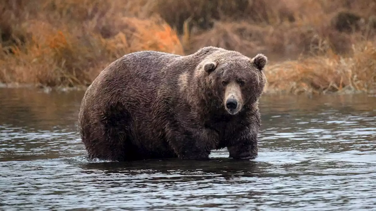 9-year-old boy seriously injured in bear attack while hunting in Alaska: Troopers