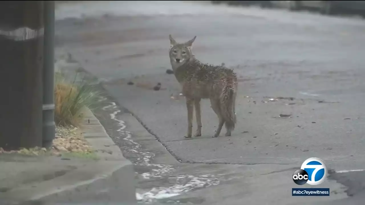 Mother of 2-year-old girl attacked by a coyote near Huntington Beach pier files claim against city