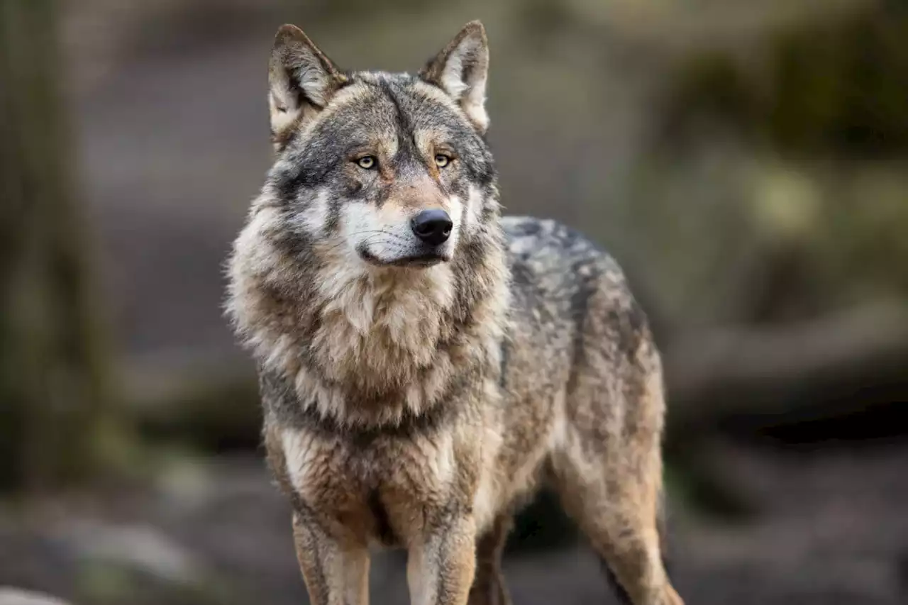 DNA test confirms animal killed in New York was wolf, not coyote | amNewYork