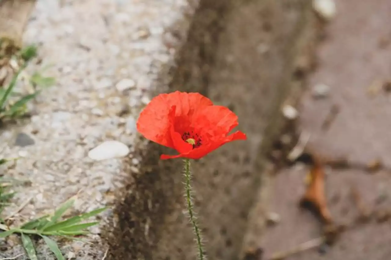 Das Parlament beauftragt auch die Armee mit dem Schutz der Biodiversität - bauernzeitung.ch