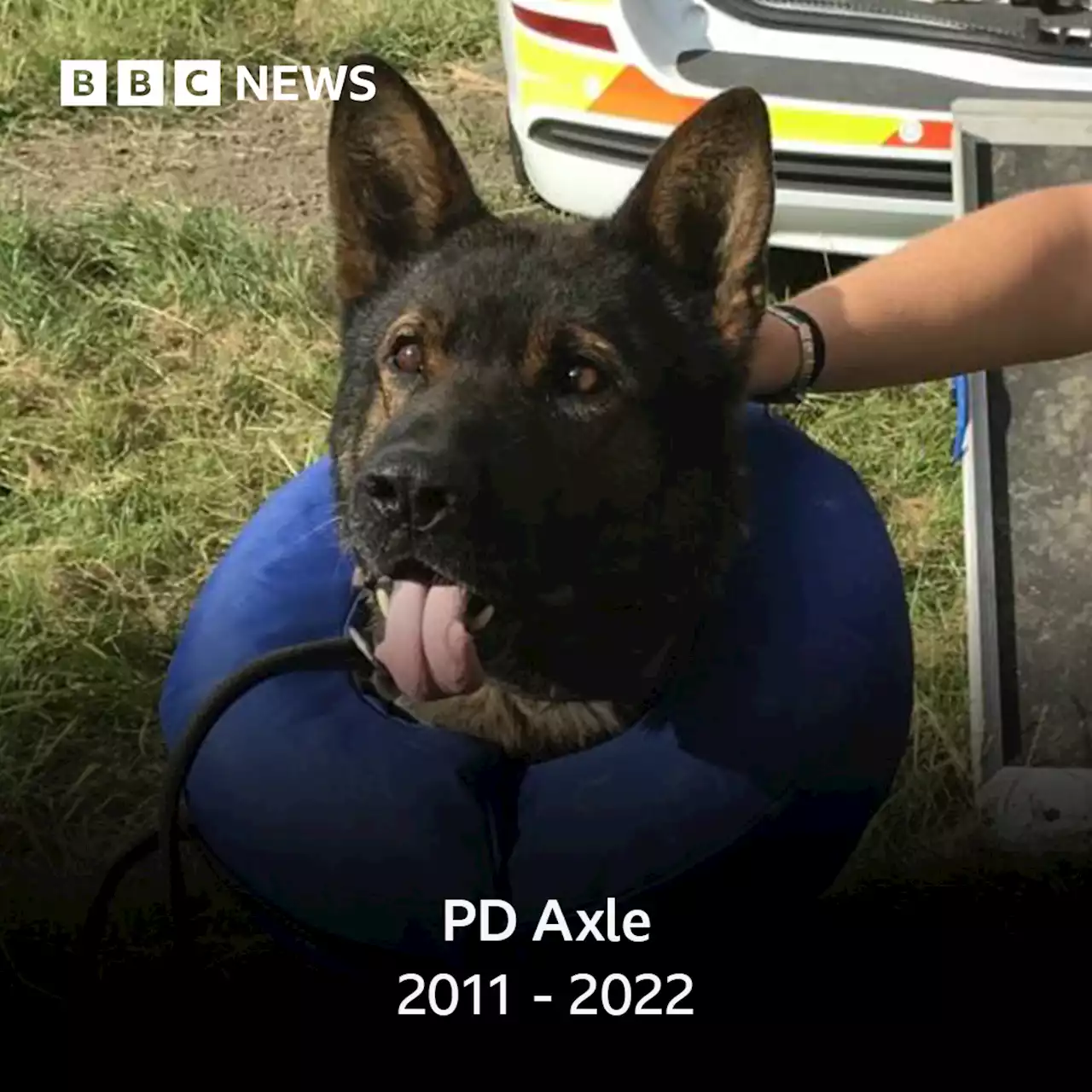 Stabbed Derbyshire police dog Axle dies in retirement