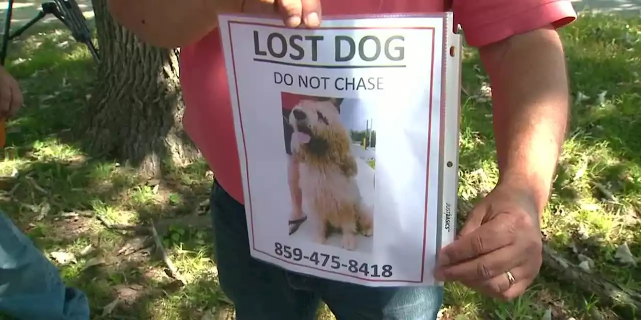 Extremely rare dog: Owners locate 115-pound missing otterhound after weeks-long search