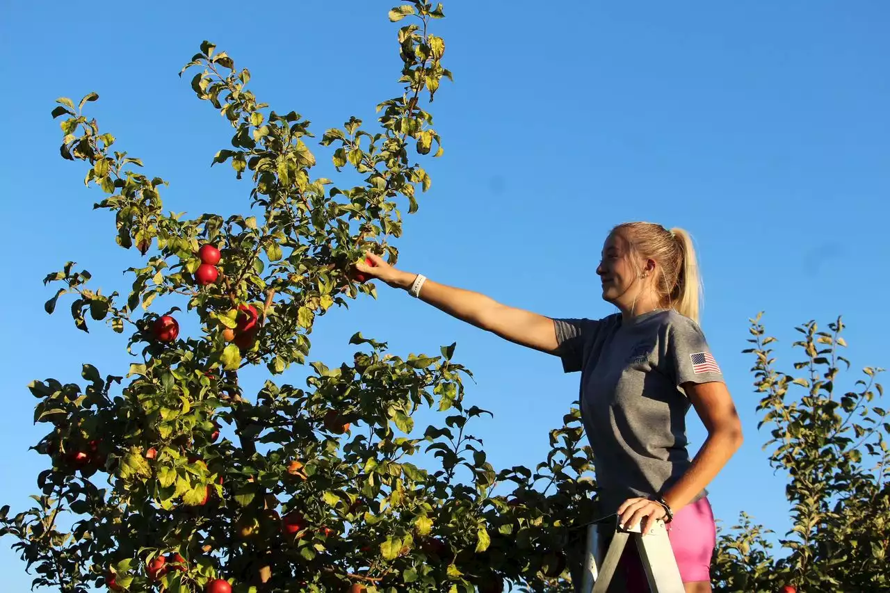 8 Northeast Ohio apple farms for picking now