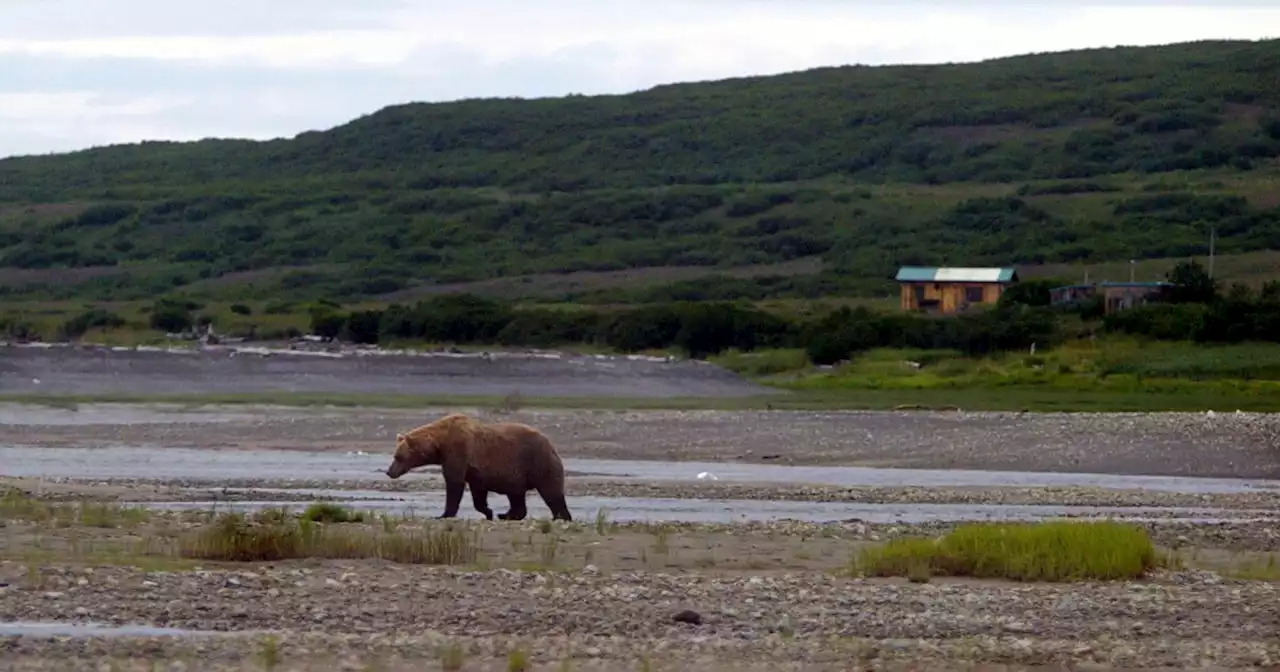 Brown bear attacks child in Alaska