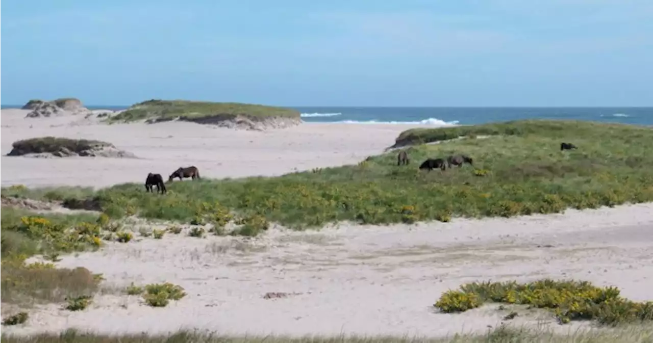 Hurricane Fiona: Sable Island horses likely to come under swipe of fierce storm | Globalnews.ca