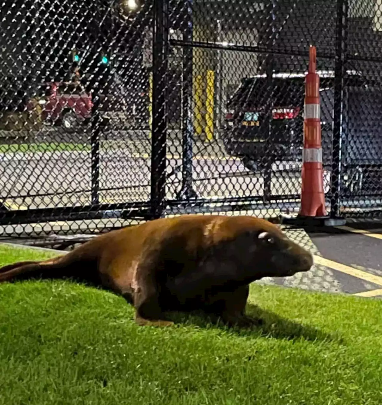 Wily Seal Surrenders At Police Station After Sneaking Into Massachusetts Pond