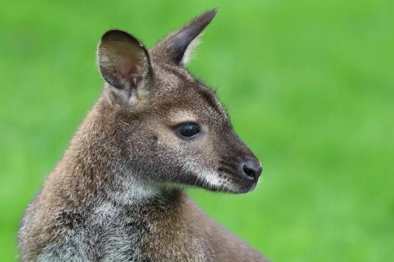 Depuis plus d'un mois, Hugo cherche à capturer son wallaby Django dans la forêt de Mormal