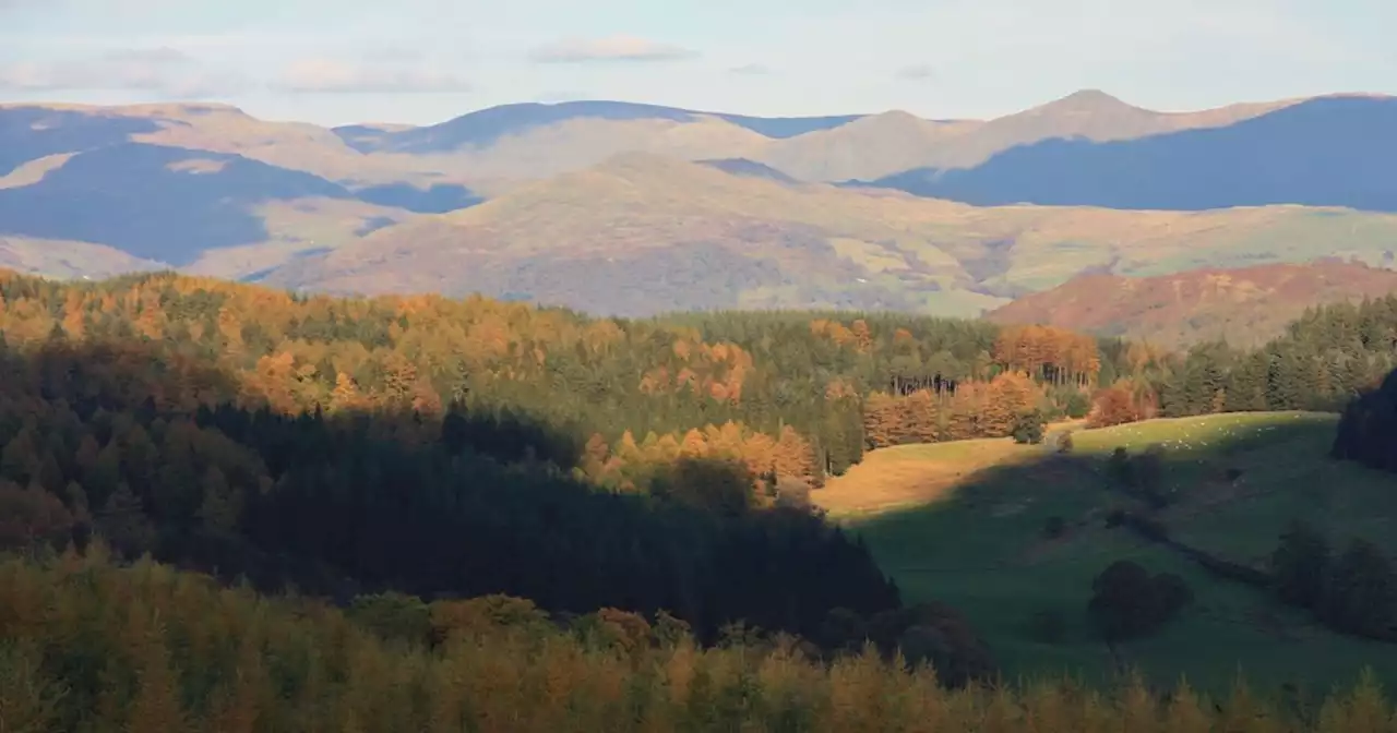 Lake District forest perfect for a family adventure