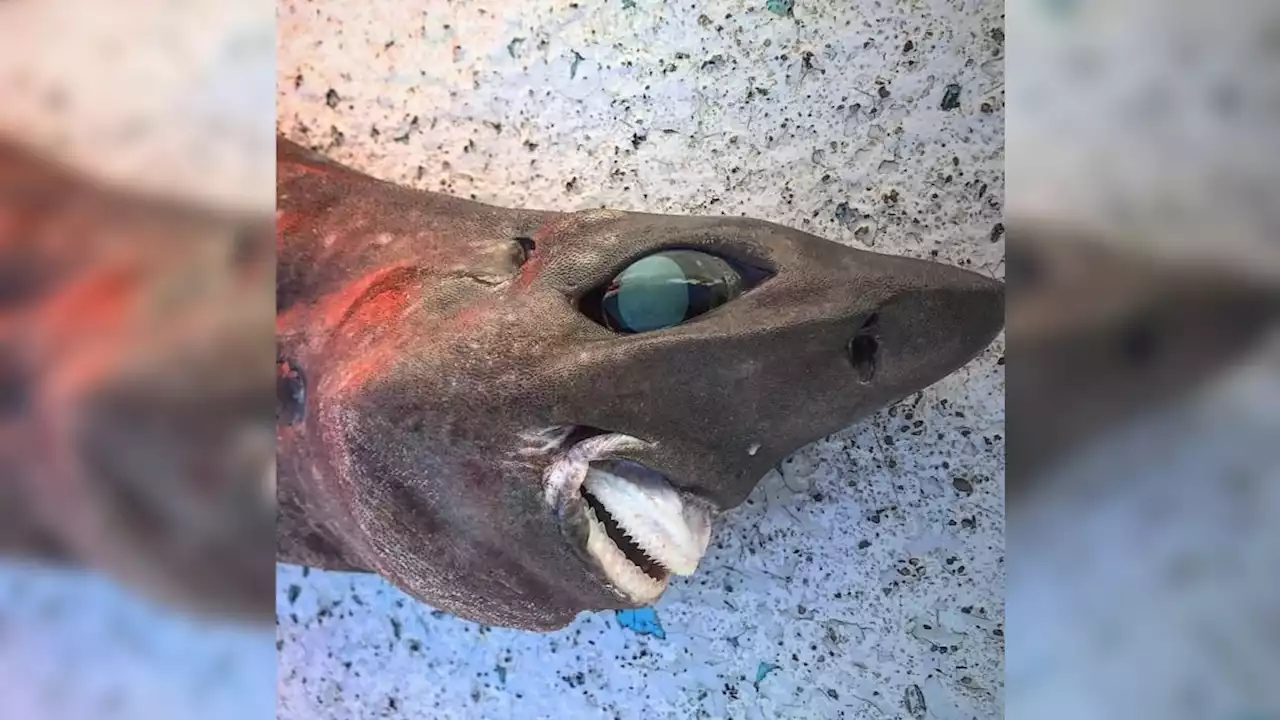 Mysterious 'nightmare' shark with unnerving human-like smile dragged up from the deep sea