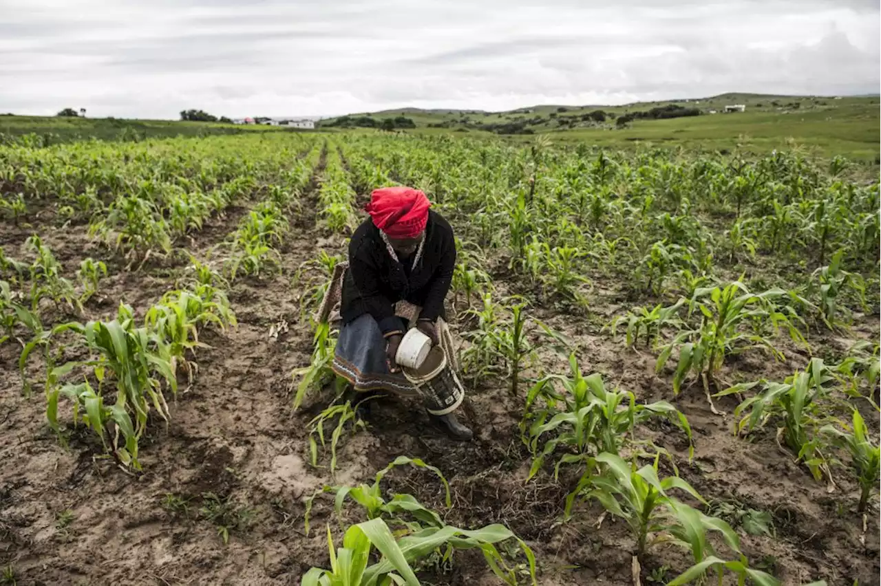 The state must ensure SA’s food security