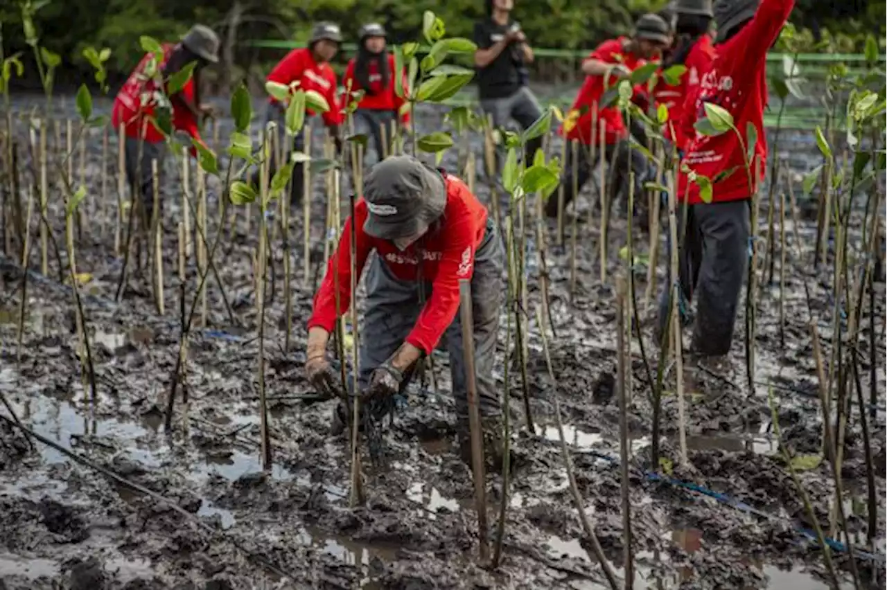 Wagub DKI Sebut Penanaman Mangrove Atasi Banjir Rob Pesisir Jakarta