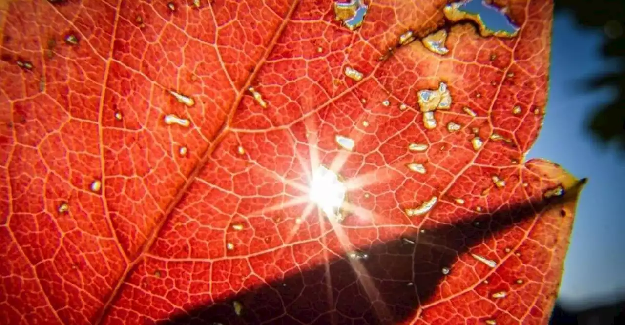 Sonnenstrahlen zum Herbstanfang: Wochenende wird wechselhaft