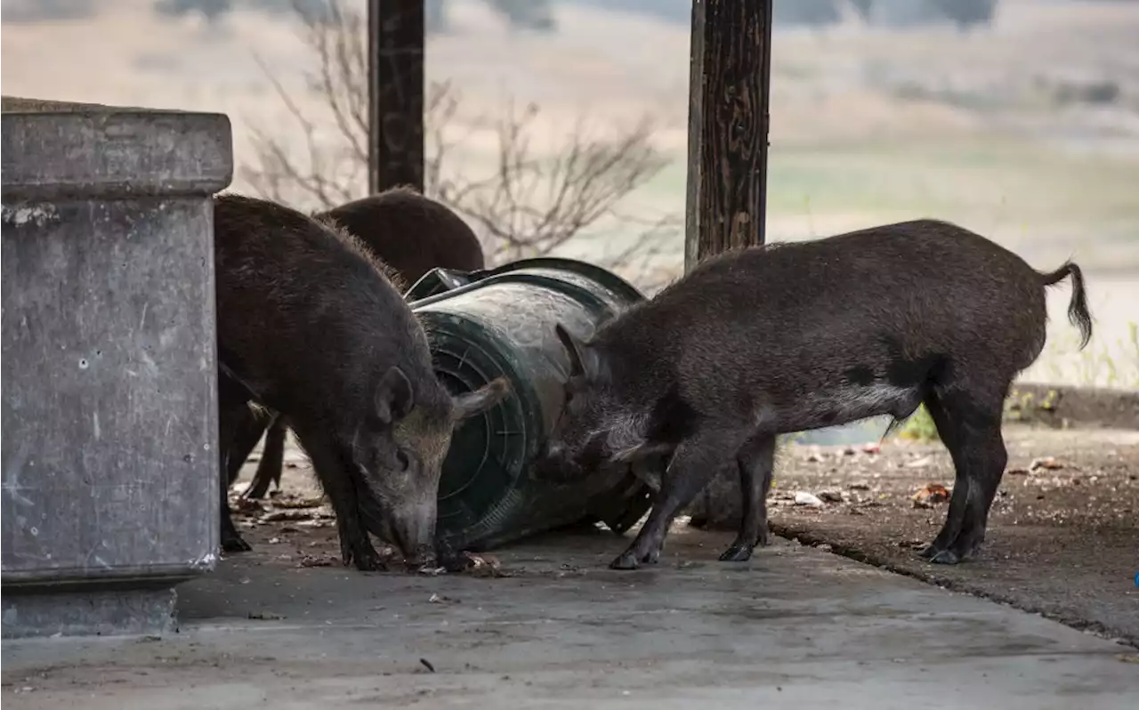 Here's How California Plans to Handle 400,000 Wild Pigs