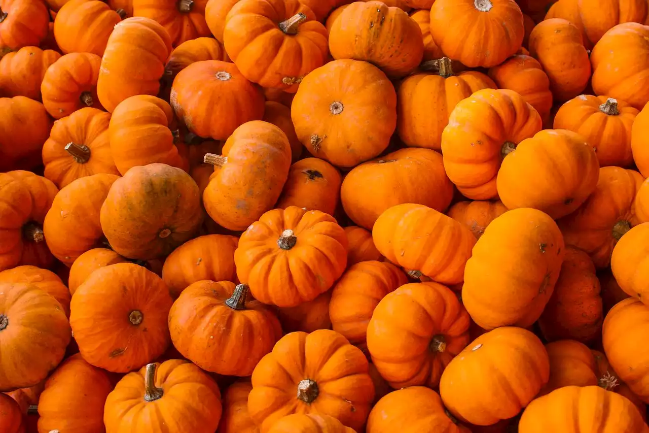 Pennsylvania man grows record-breaking, 2,405-pound pumpkin