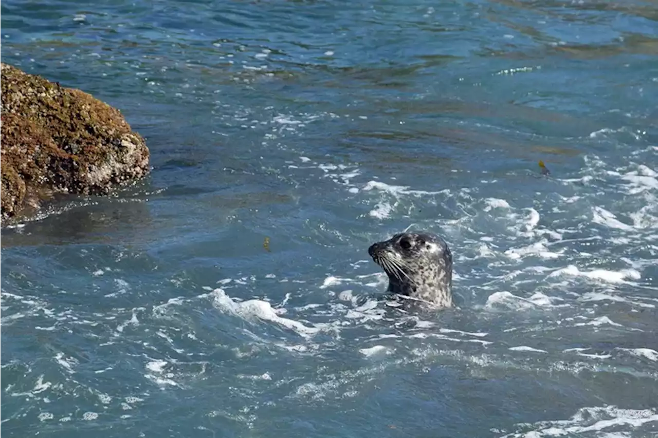 A wayward seal surrendered to authorities at a Massachusetts police station. Really.