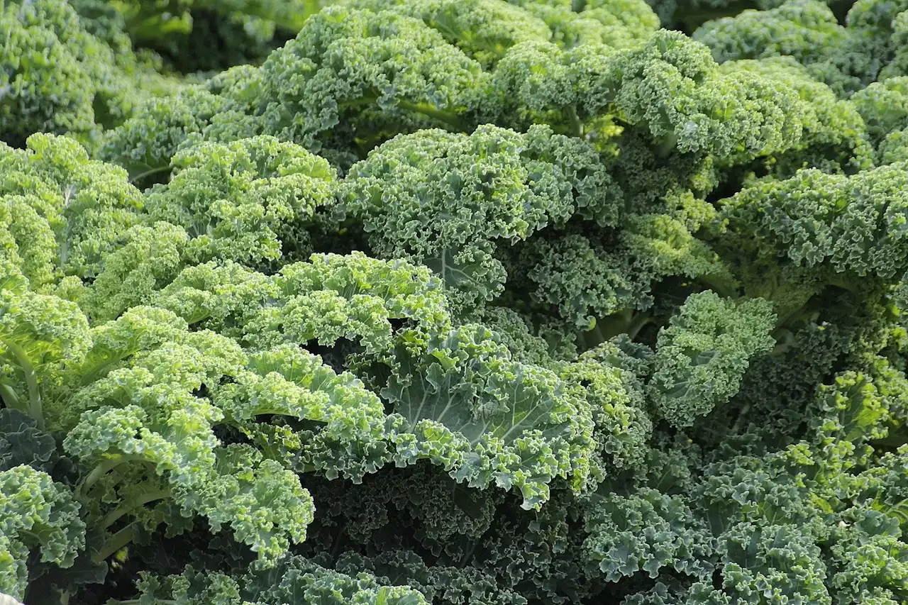 Kale is an acquired taste, even in utero