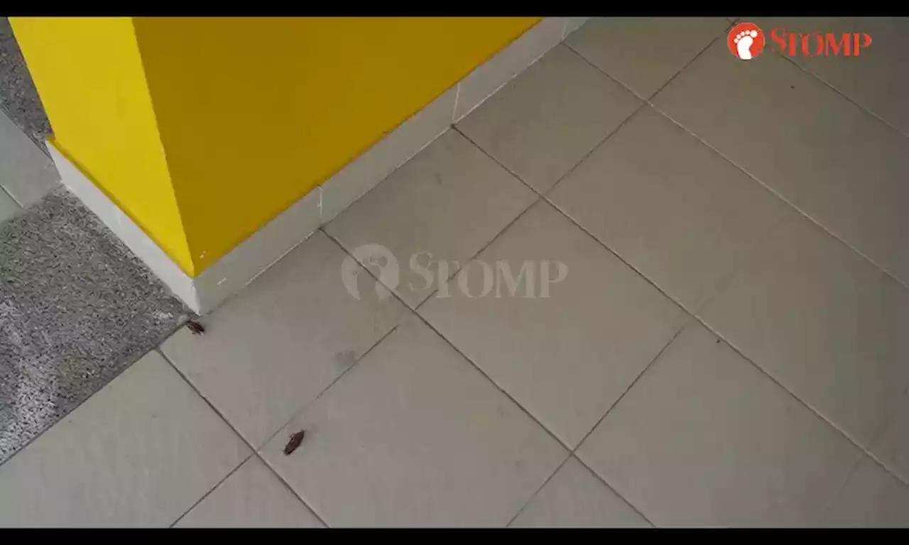 Cockroaches 'all over first floor' of Canberra Crescent block in Sembawang after fogging