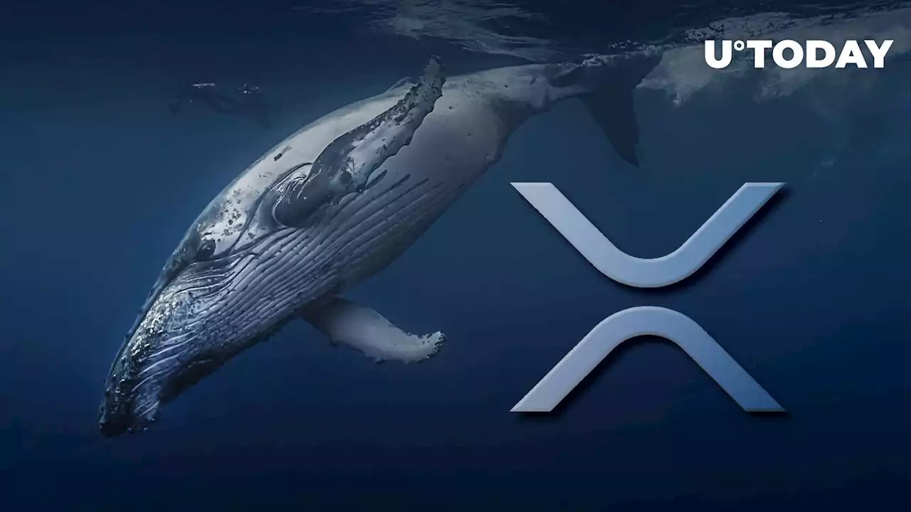 Here's How XRP Whales Have Acted for Last 2 Years as XRP Sets One-year Record Against Bitcoin