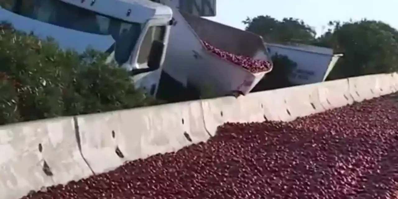 Traffic nightmare: Giant tomato spill causes several crashes on highway