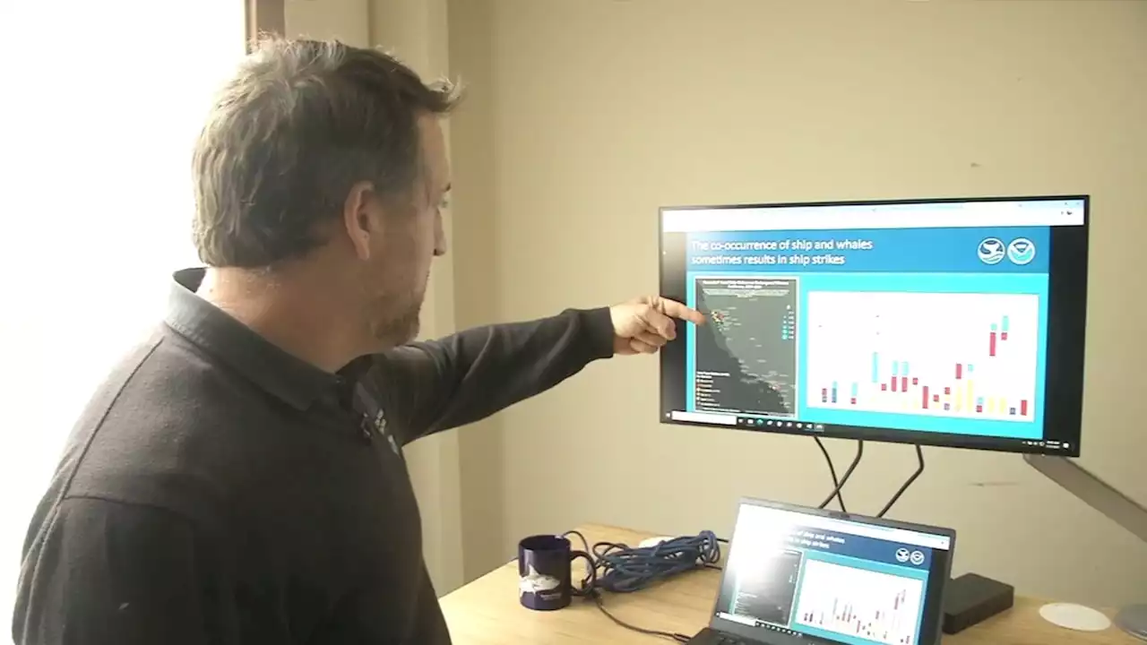 New technology developed in Bay Area to keep whales safer; here's how it works