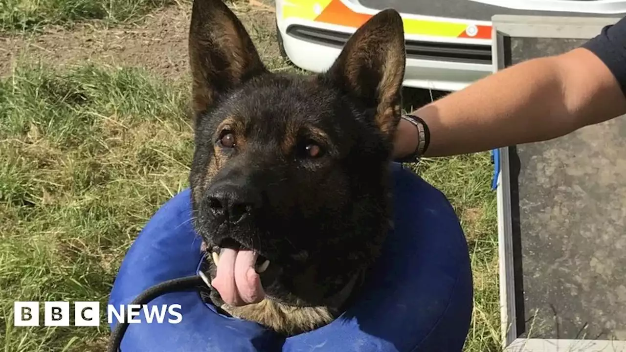 Stabbed Derbyshire police dog Axle dies in retirement