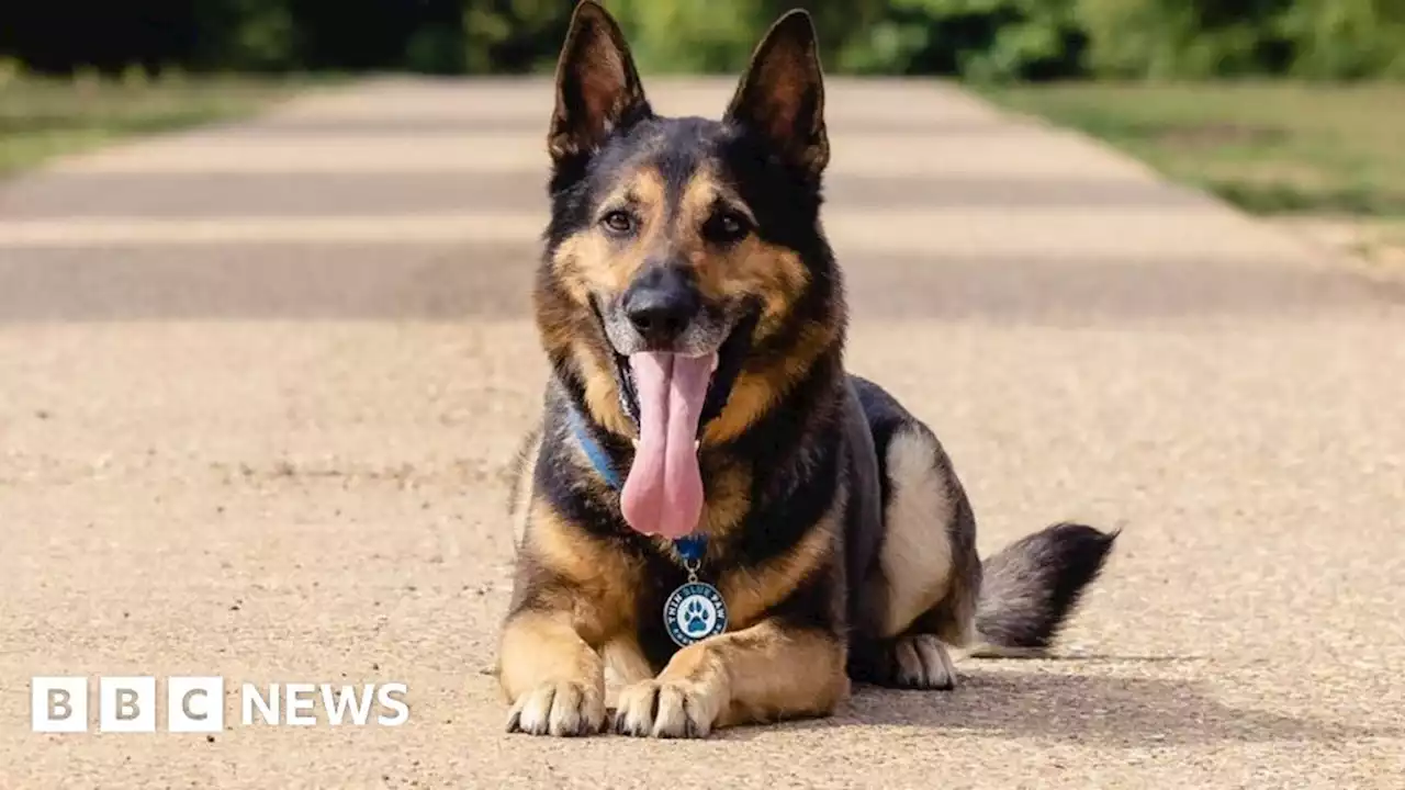 Award for retired Humberside Police dog shot three times