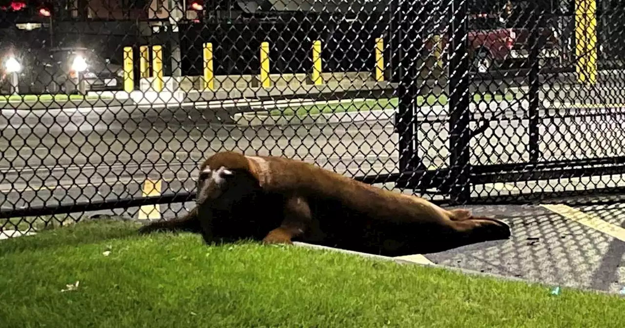 Wily seal that had dodged authorities in local pond waddles up to police station