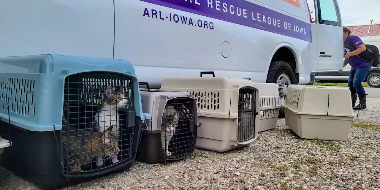 Rescuers seize nearly 50 cats living in deplorable conditions, animal shelter says