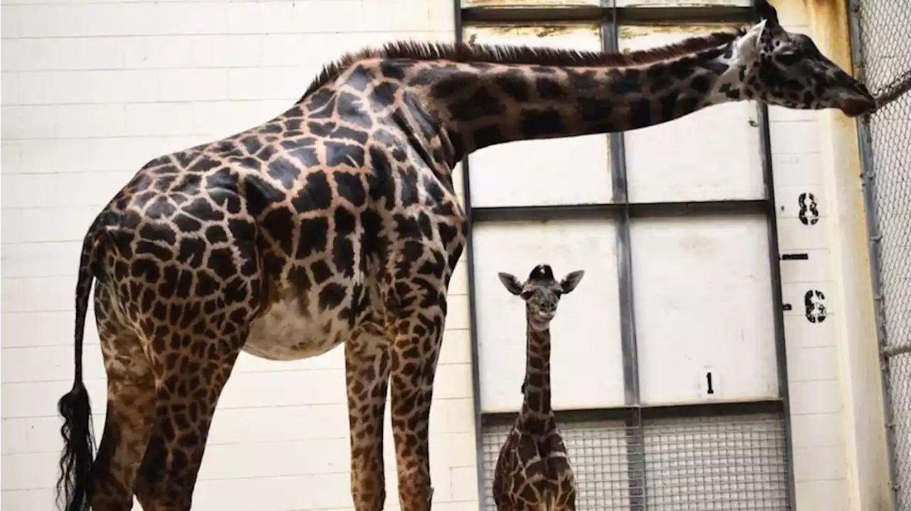 A giraffe unexpectedly gave birth right in front of zoo visitors