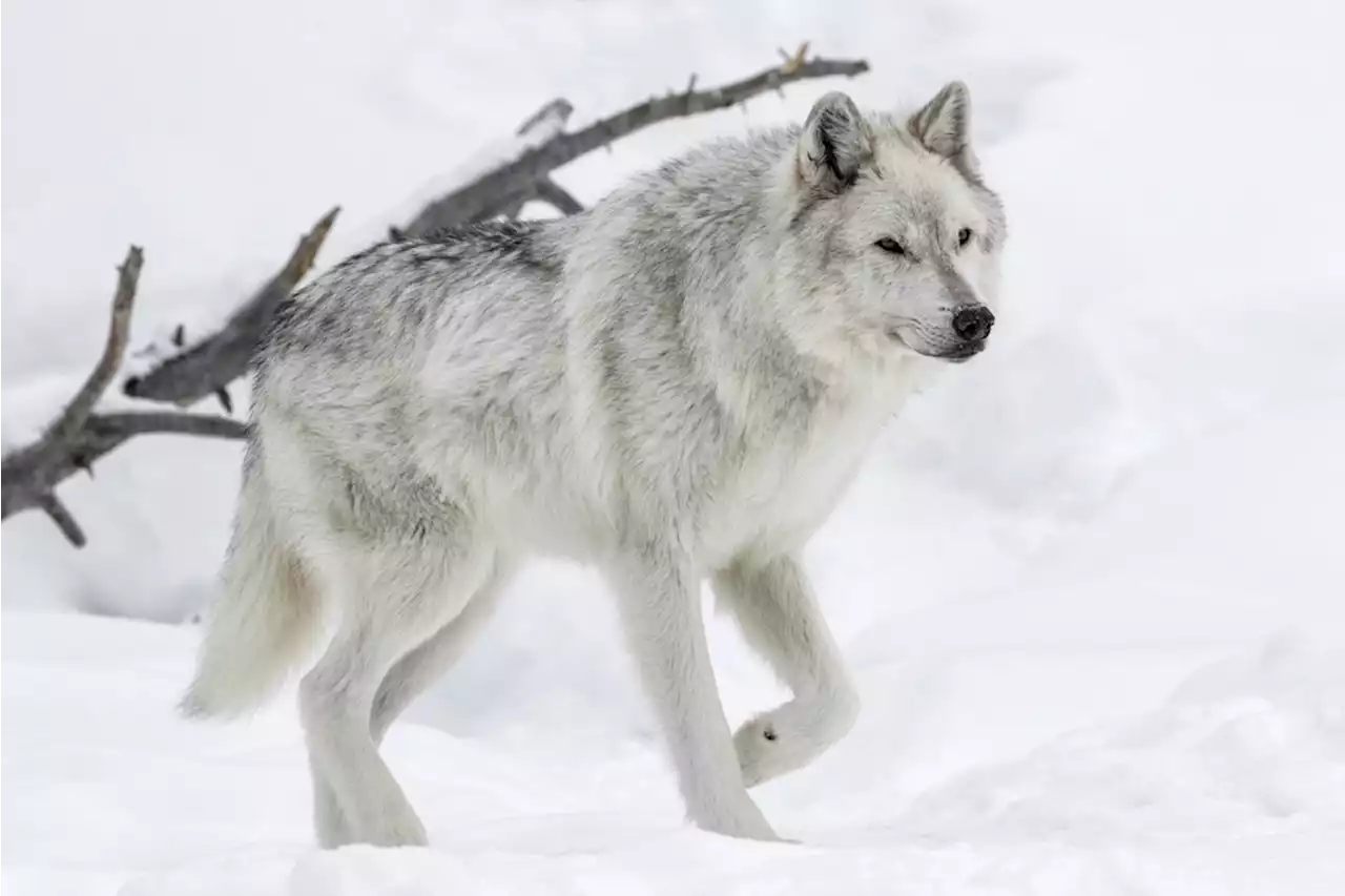 Wolves Keep the U.S. Ecosystem in Check