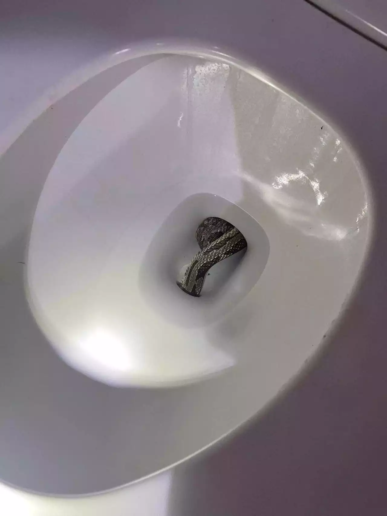 Alabama police remove massive gray rat snake from family's toilet