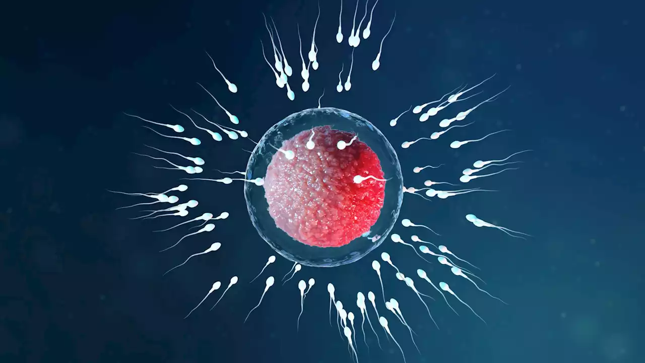 'Every sperm for itself' is a myth, new research finds