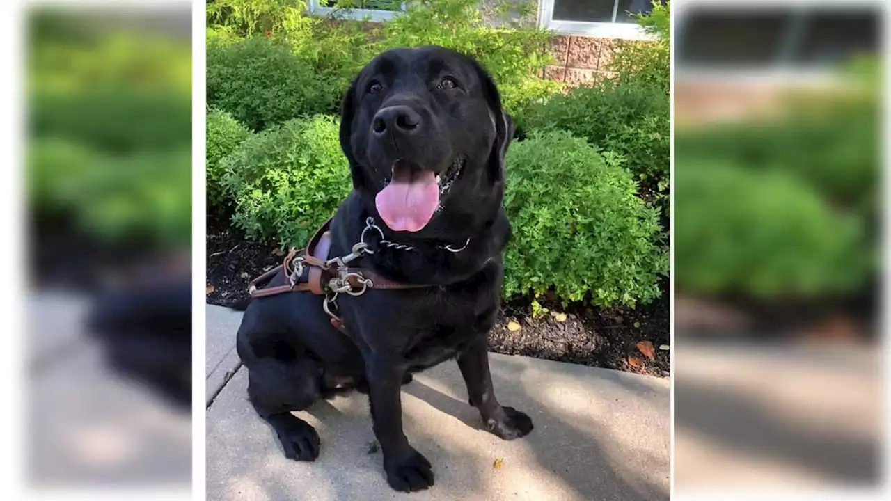 Woman charged for guide dog’s death in hot car