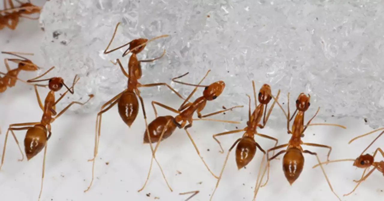 The number of ants on Earth has a mass greater than all birds and mammals combined