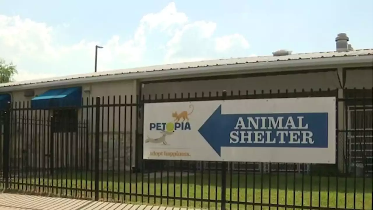 Dozens of animals put to sleep without proper evaluation at city animal shelter, Sugar Land spokesman says