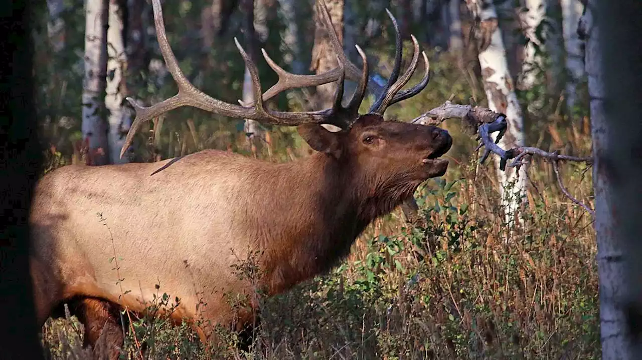 Utah Division of Wildlife Resources launches new drone law enforcement team