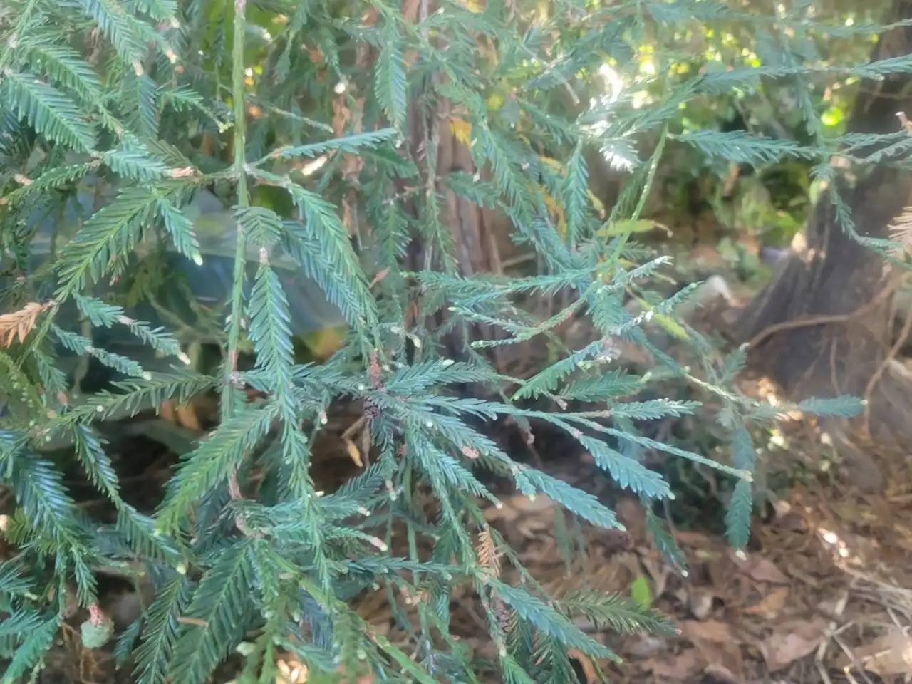 Growing redwood and sequoia trees in Southern California gardens