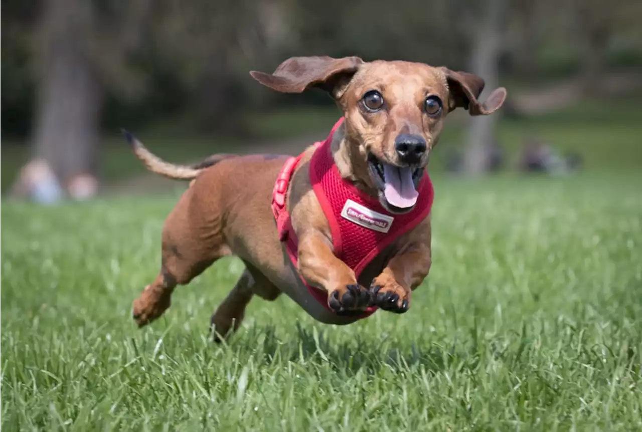 Yorkshire DogFest 2022 in Leeds: Everything you need to know