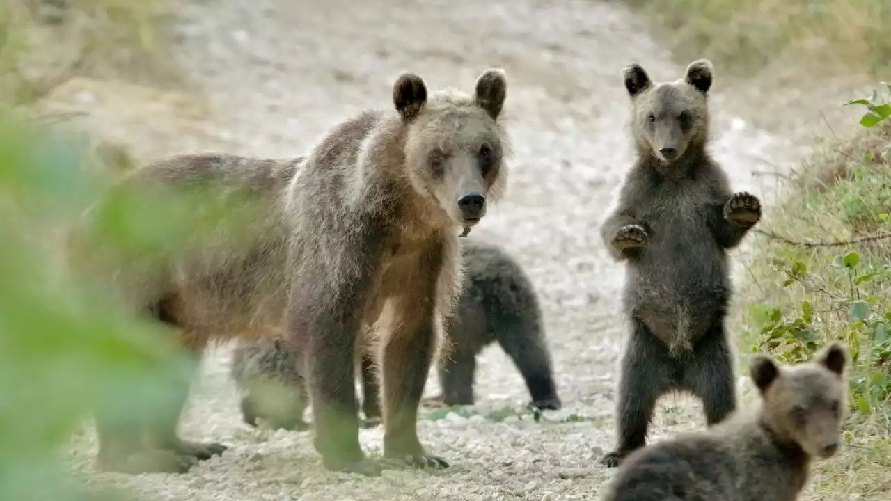 60 esemplari rimasti | Le sofferenze dell’orso marsicano sono lo specchio di un Pianeta compromesso