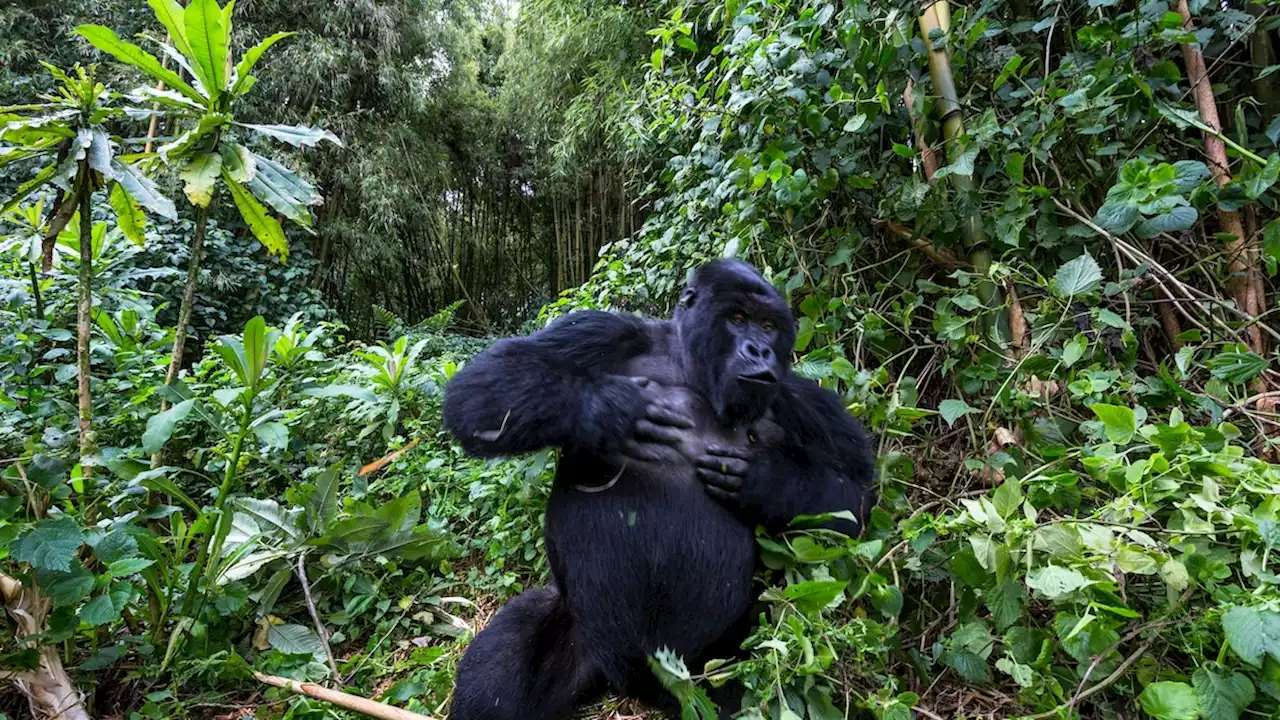 Why do male gorillas beat their chests? New study offers intriguing evidence